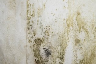 preventing mold in home