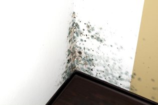 Mold Removal in Baltimore