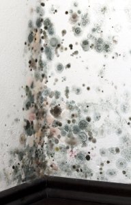 mold removal services Maryland