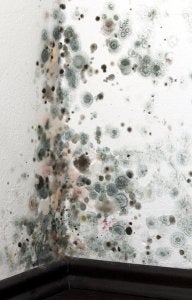 mold removal near baltimore